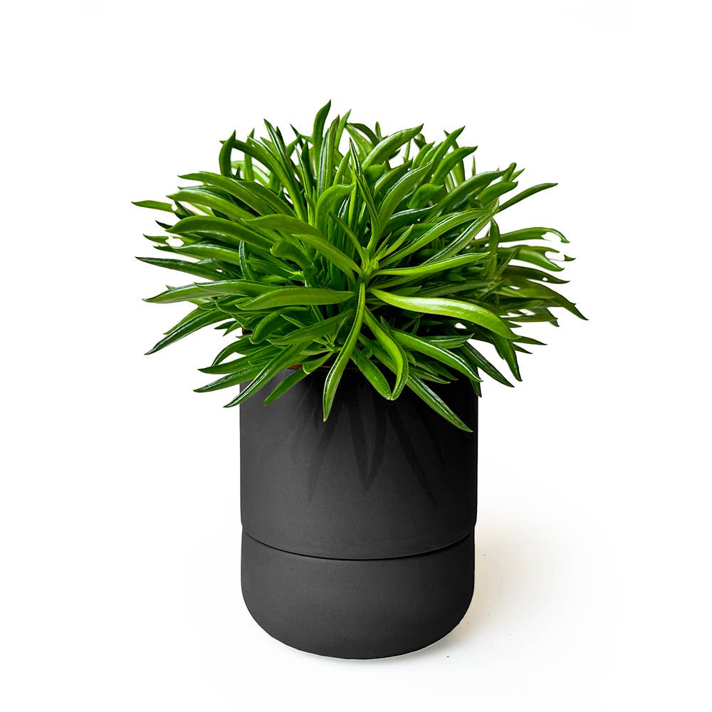 Ryan Self-Watering Plant Pot