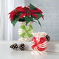 Peppermint Candy Planter
