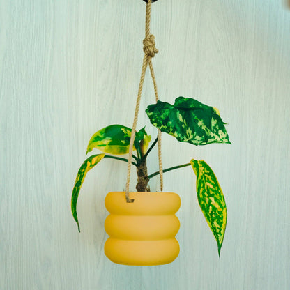 Hanging Bubble Plant Pot