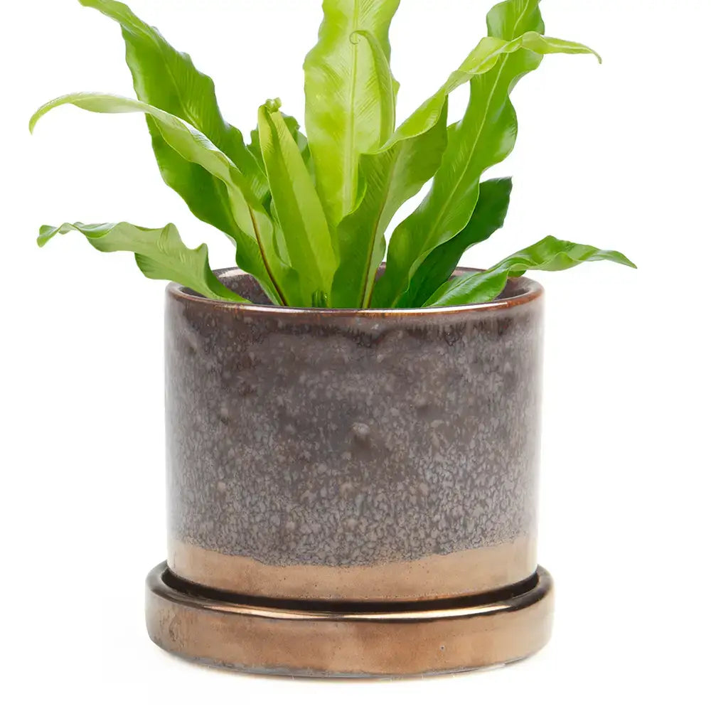 Minute Ceramic Plant Pots Indoor