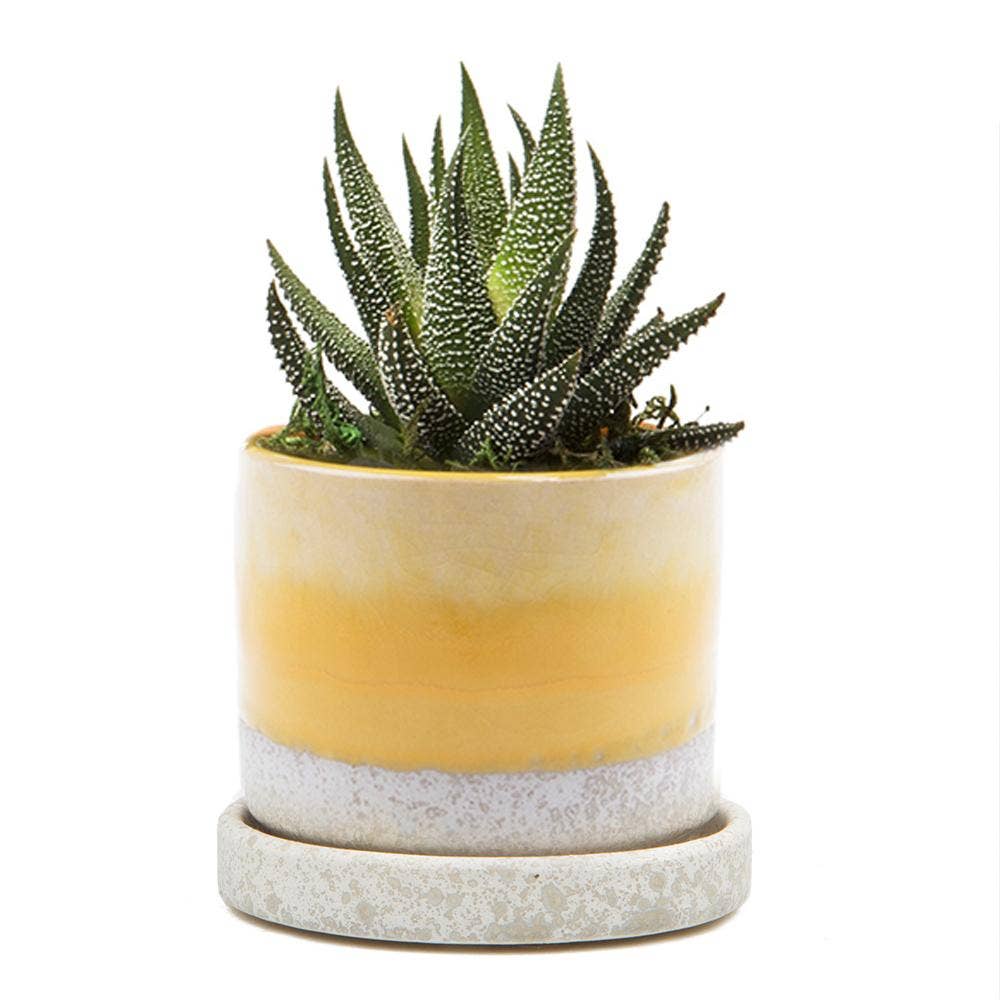 Minute Ceramic Plant Pots Indoor