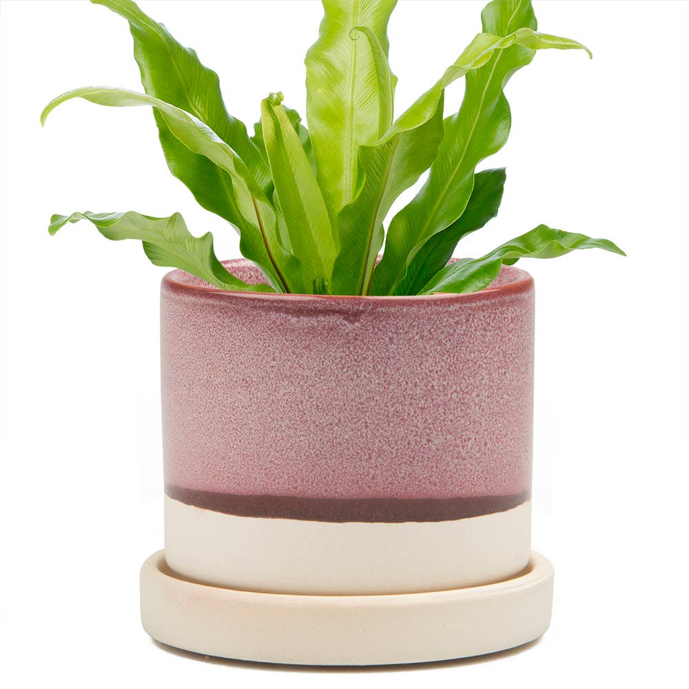 Minute Ceramic Plant Pots Indoor