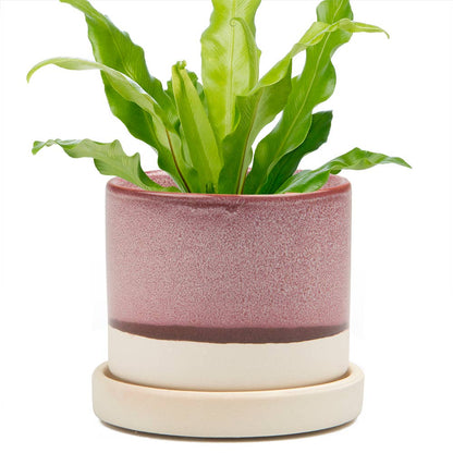 Minute Ceramic Plant Pots Indoor