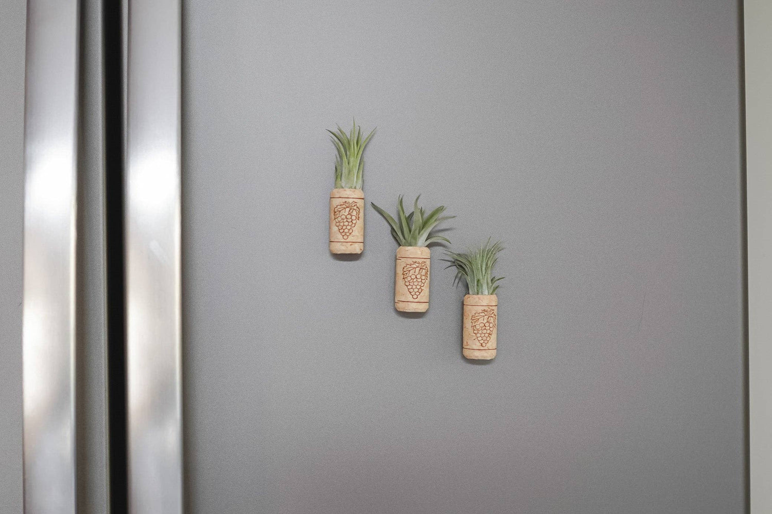 Wine Cork Magnet with Air Plant