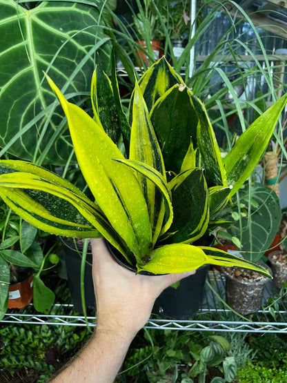 Sansevieria Gold Flame