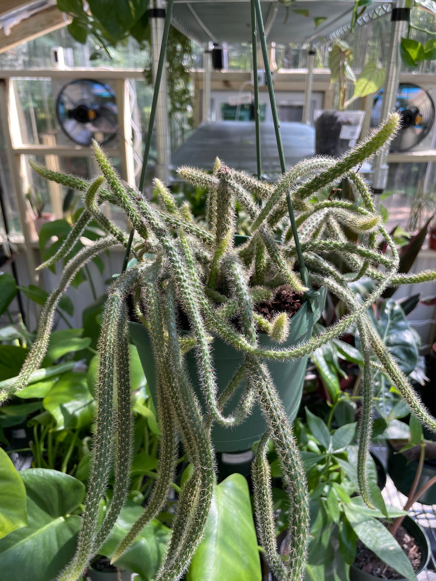 Rat Tail Cactus