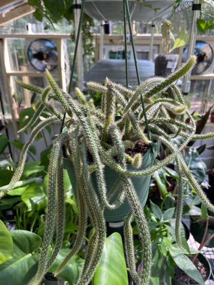 Rat Tail Cactus