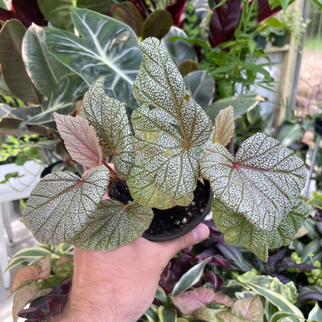 Begonia Angel Wing