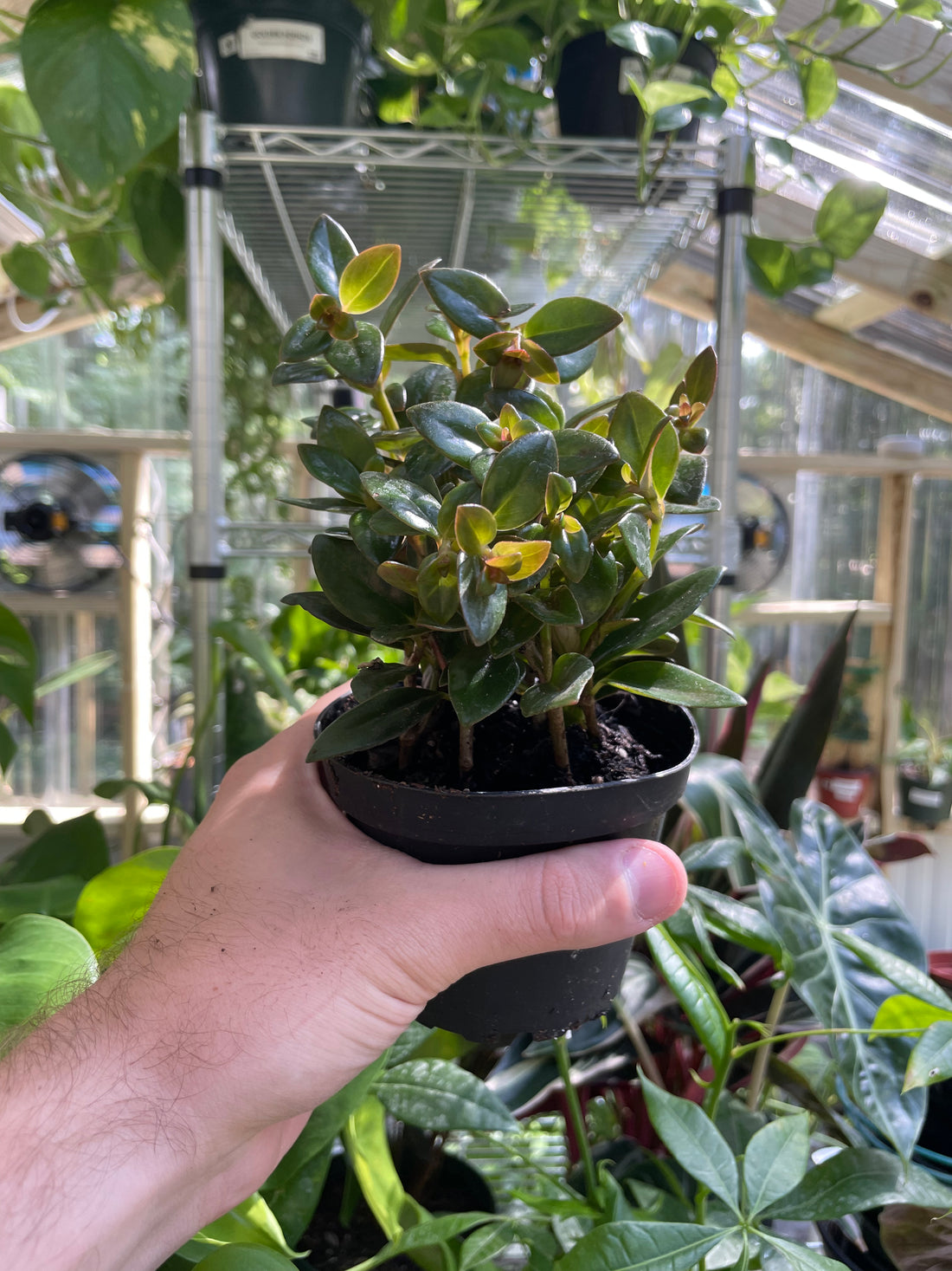 Nematanthus Black Goldfish