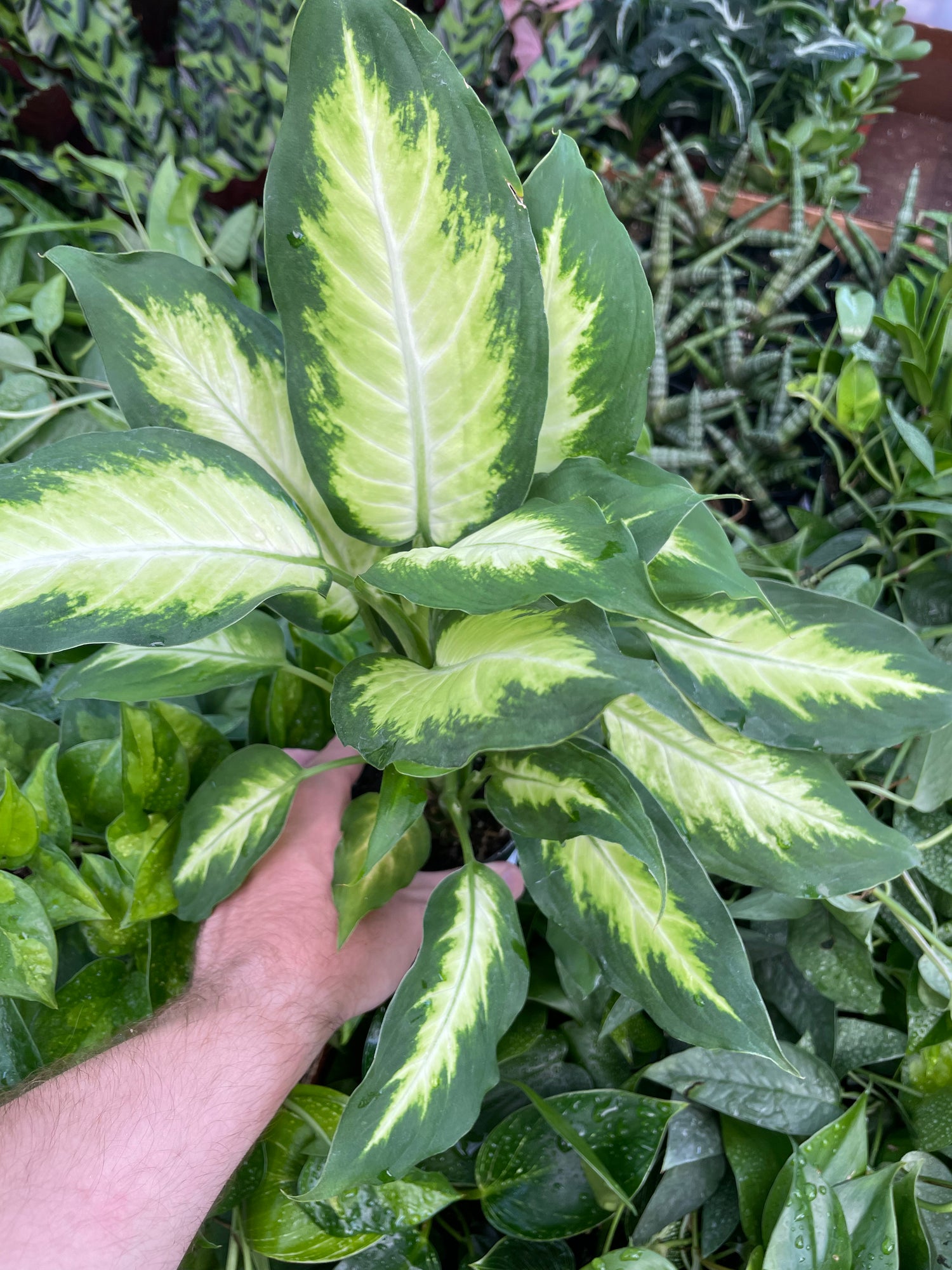 Dieffenbachia Camille