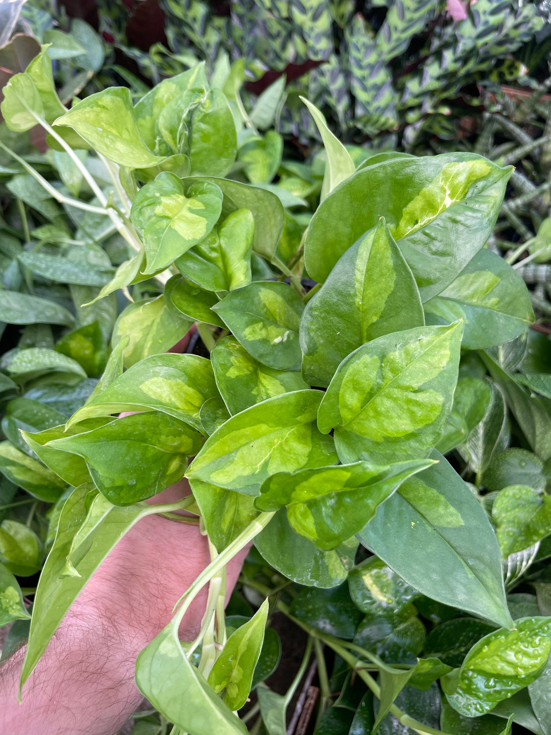 Pothos Global Green