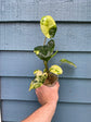 Philodendron Burle Marx Variegated