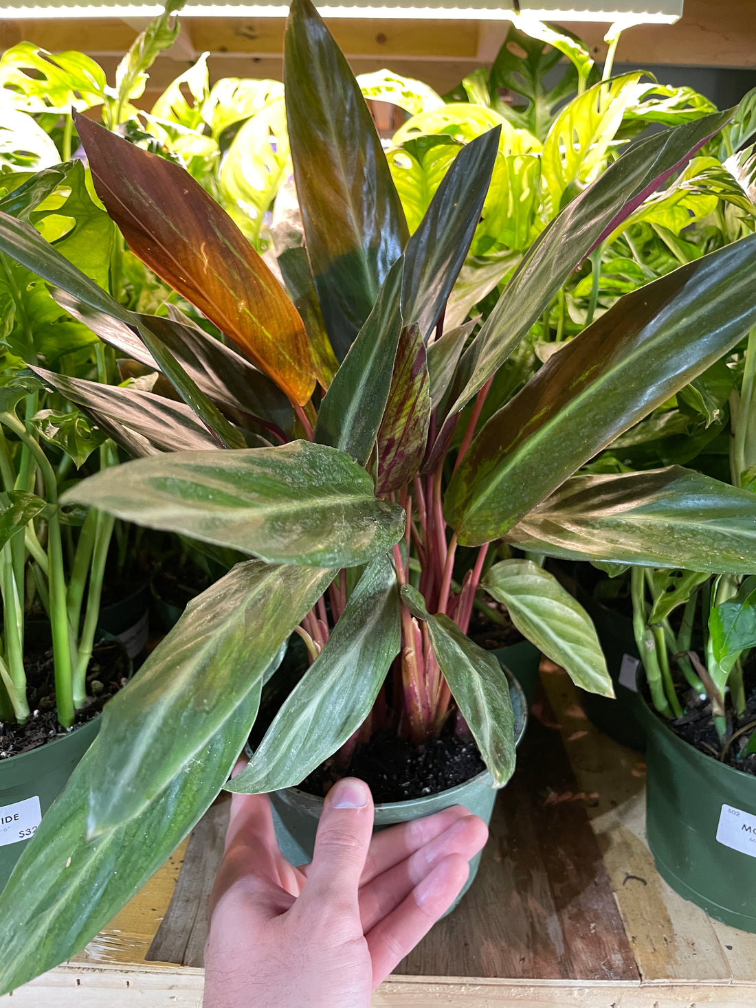 Stromanthe Sanguinea