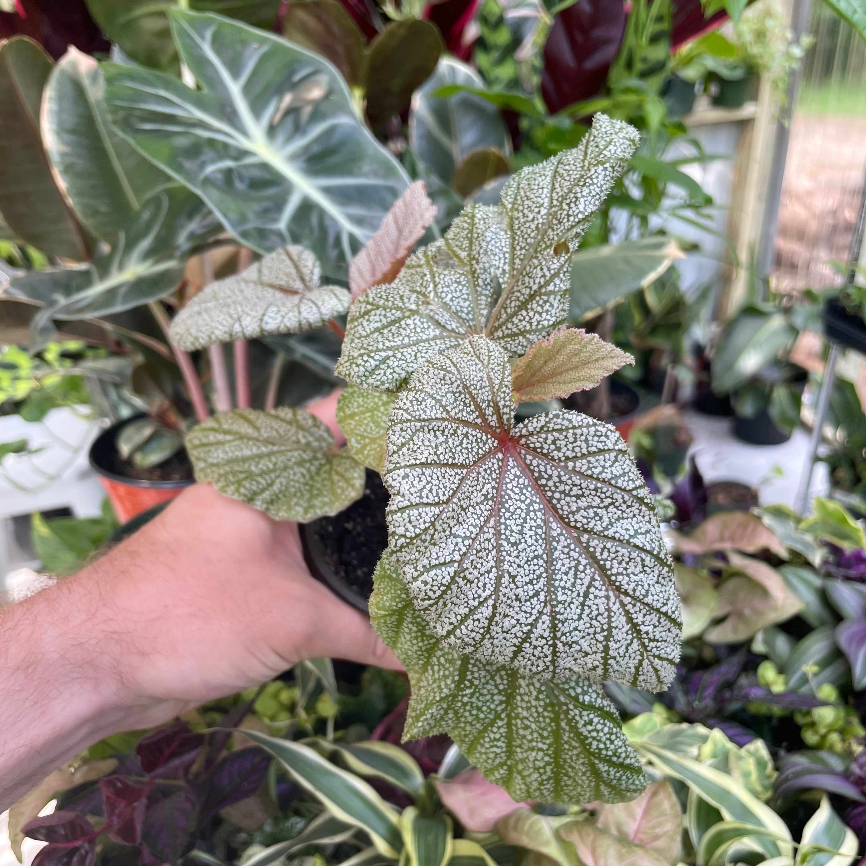 Begonia Angel Wing