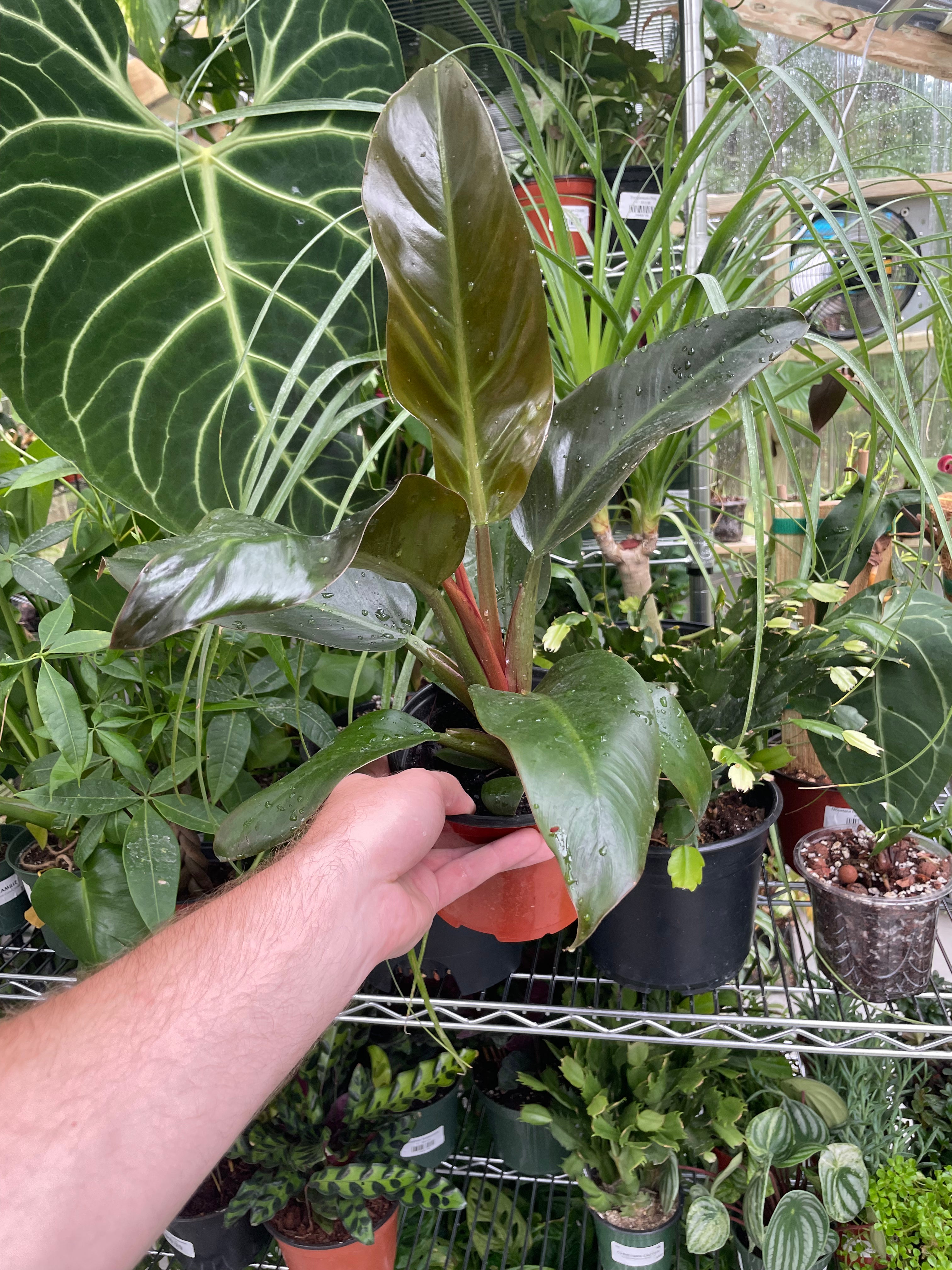 Philodendron Congo Rojo