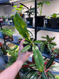 Philodendron Ring of Fire Variegated