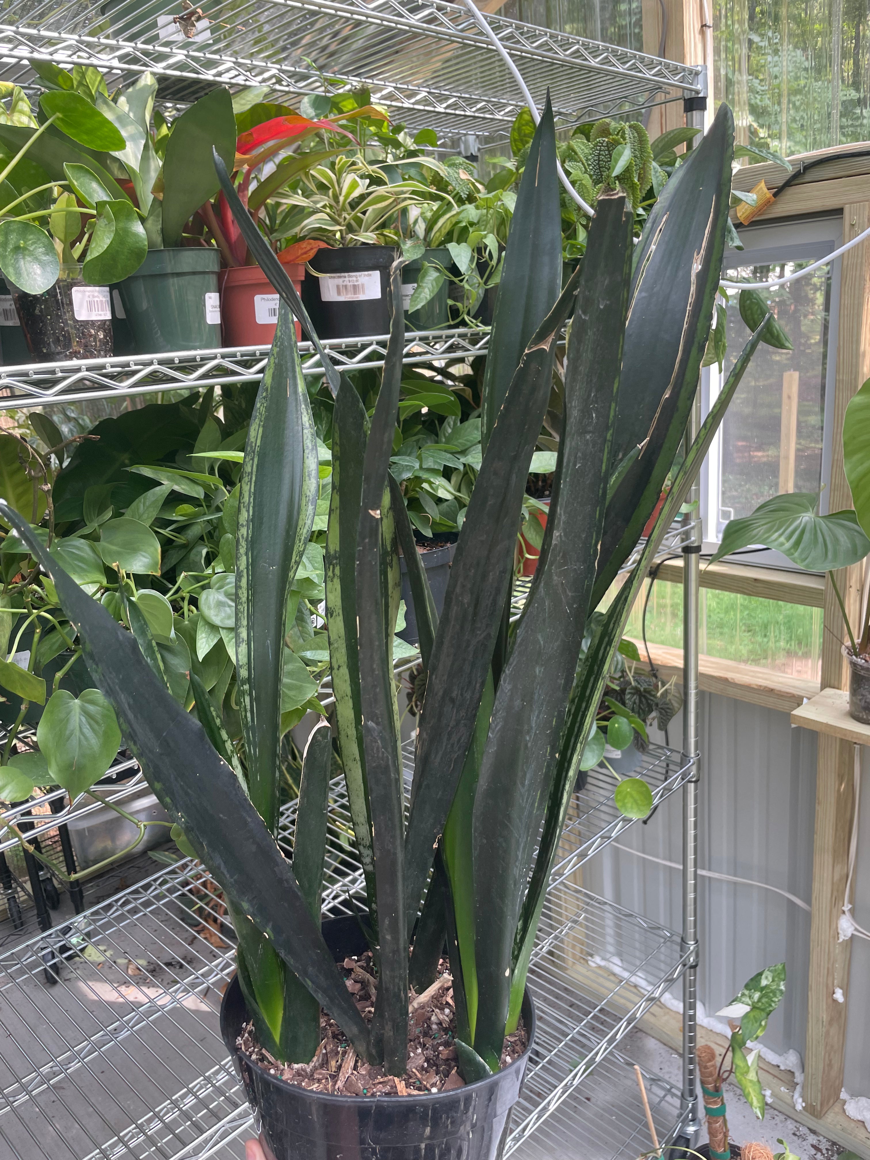 Sansevieria Silver Flame