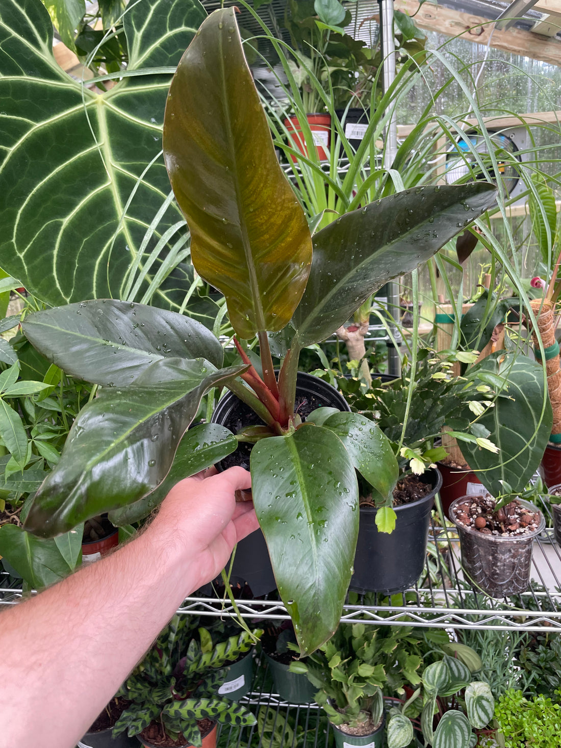 Philodendron Congo Rojo