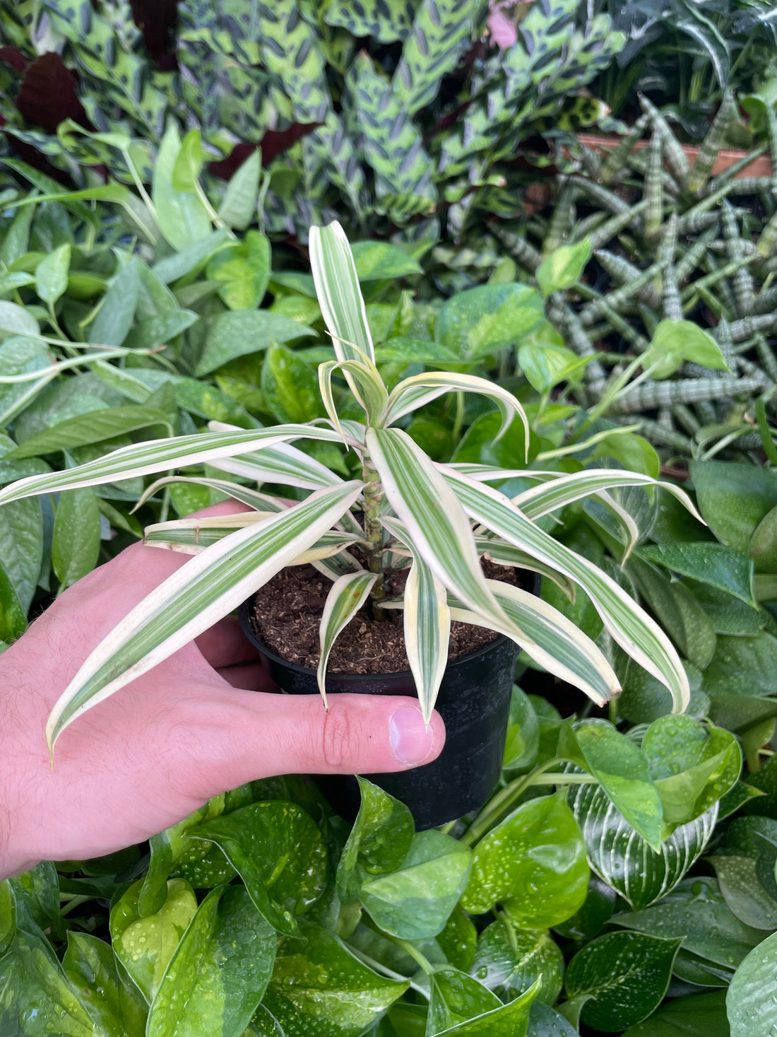 Dracaena Song of India