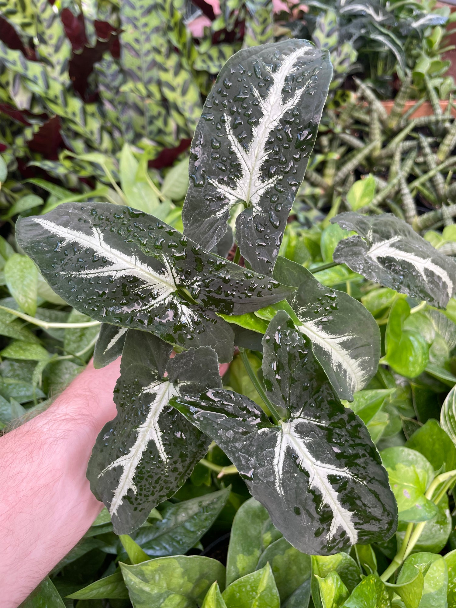 Syngonium Wendlandii Black Velvet