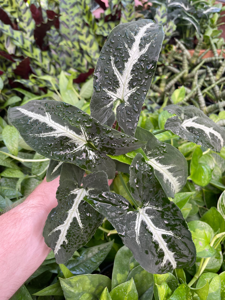 Syngonium Wendlandii Black Velvet Plants Plant Daddies of Atlanta