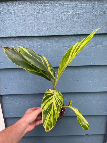 Variegated Ginger