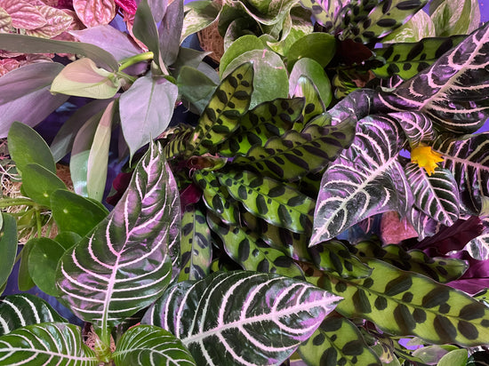 Photo With A New Selection Of Plants That Have Been Released!