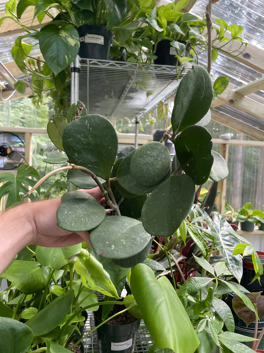 Hoya Obovata