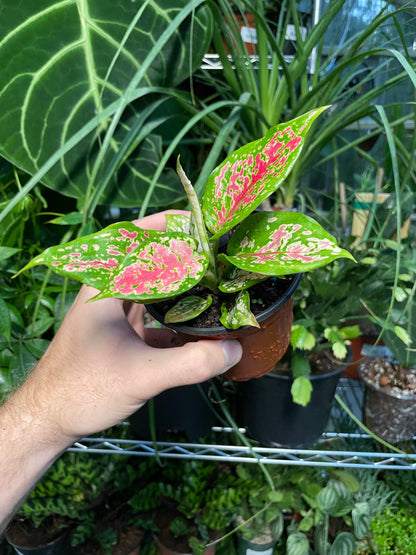 Aglaonema Lady Valentine