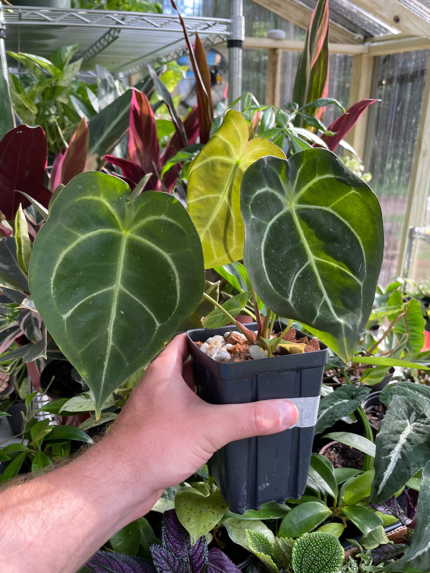 Anthurium Wavy Noyd