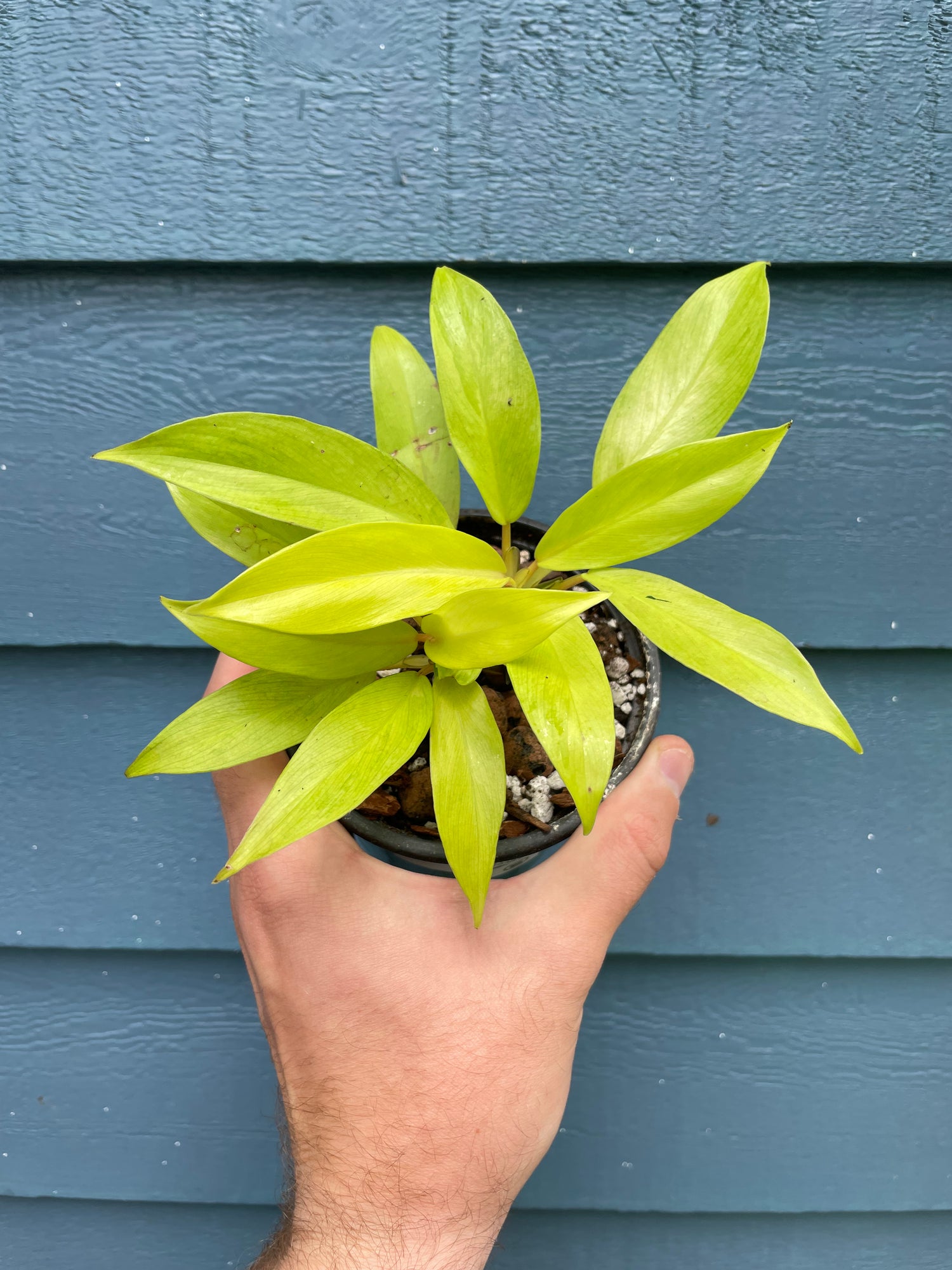 Philodendron Thai Sunrise