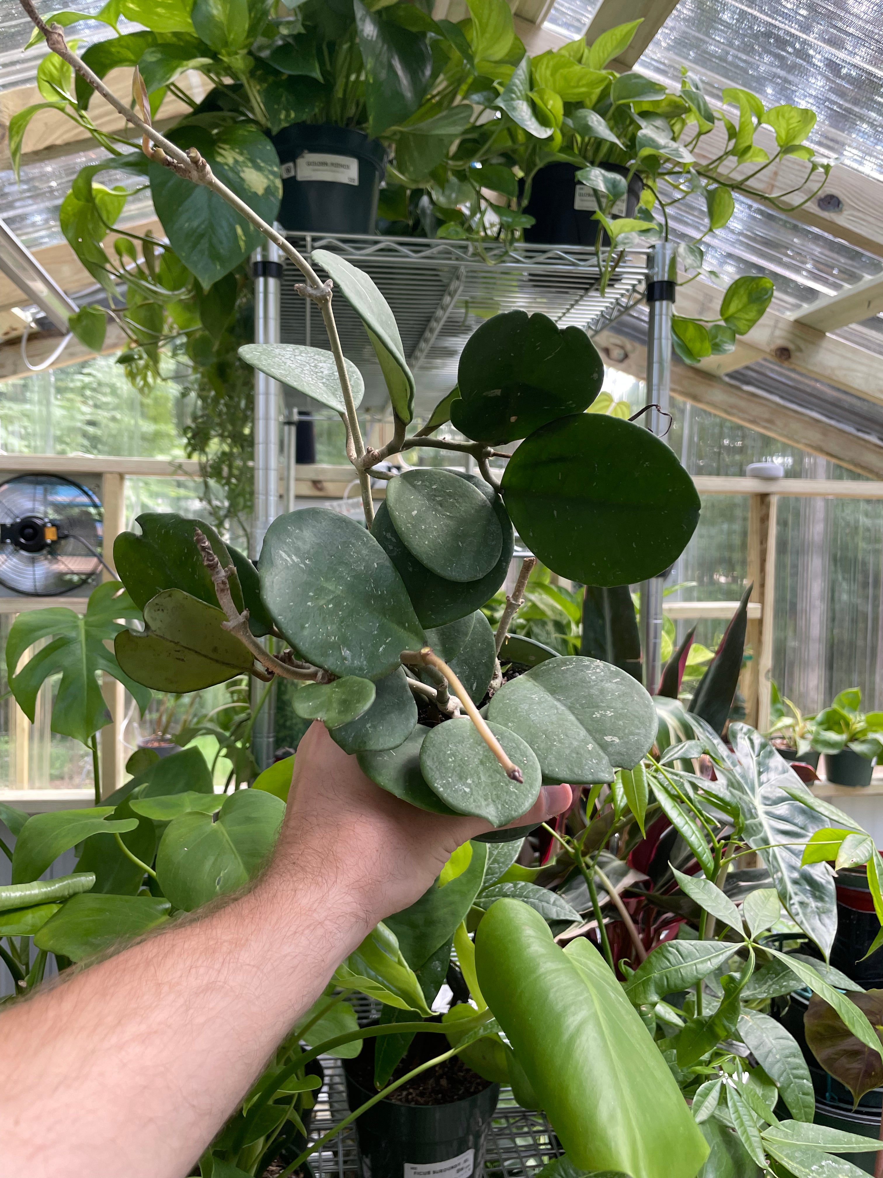 Hoya Obovata