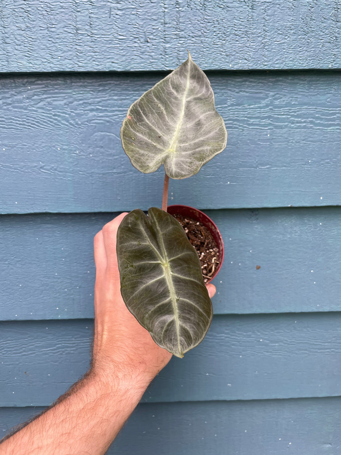 Alocasia Pink Princess