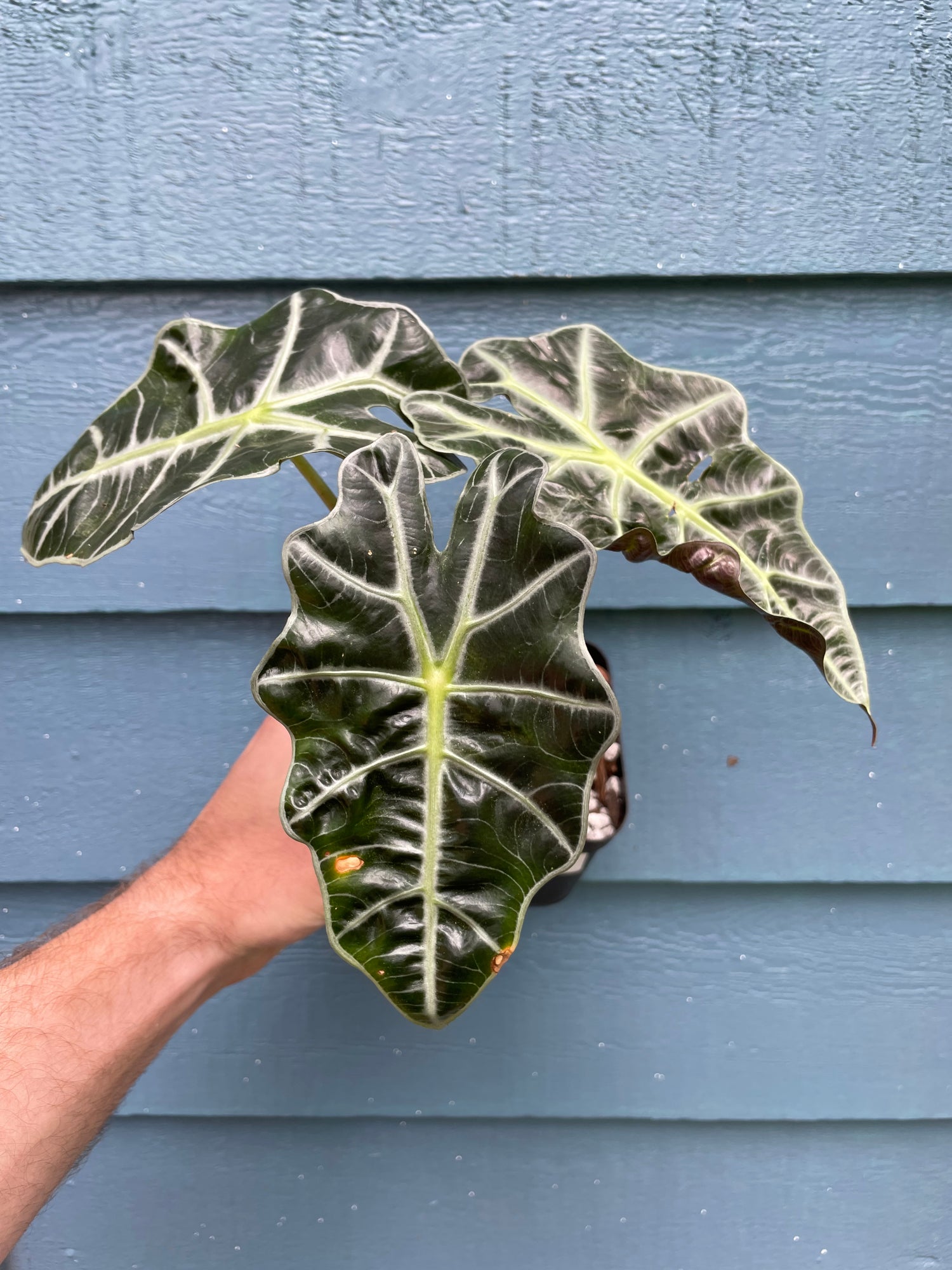 Alocasia Polly