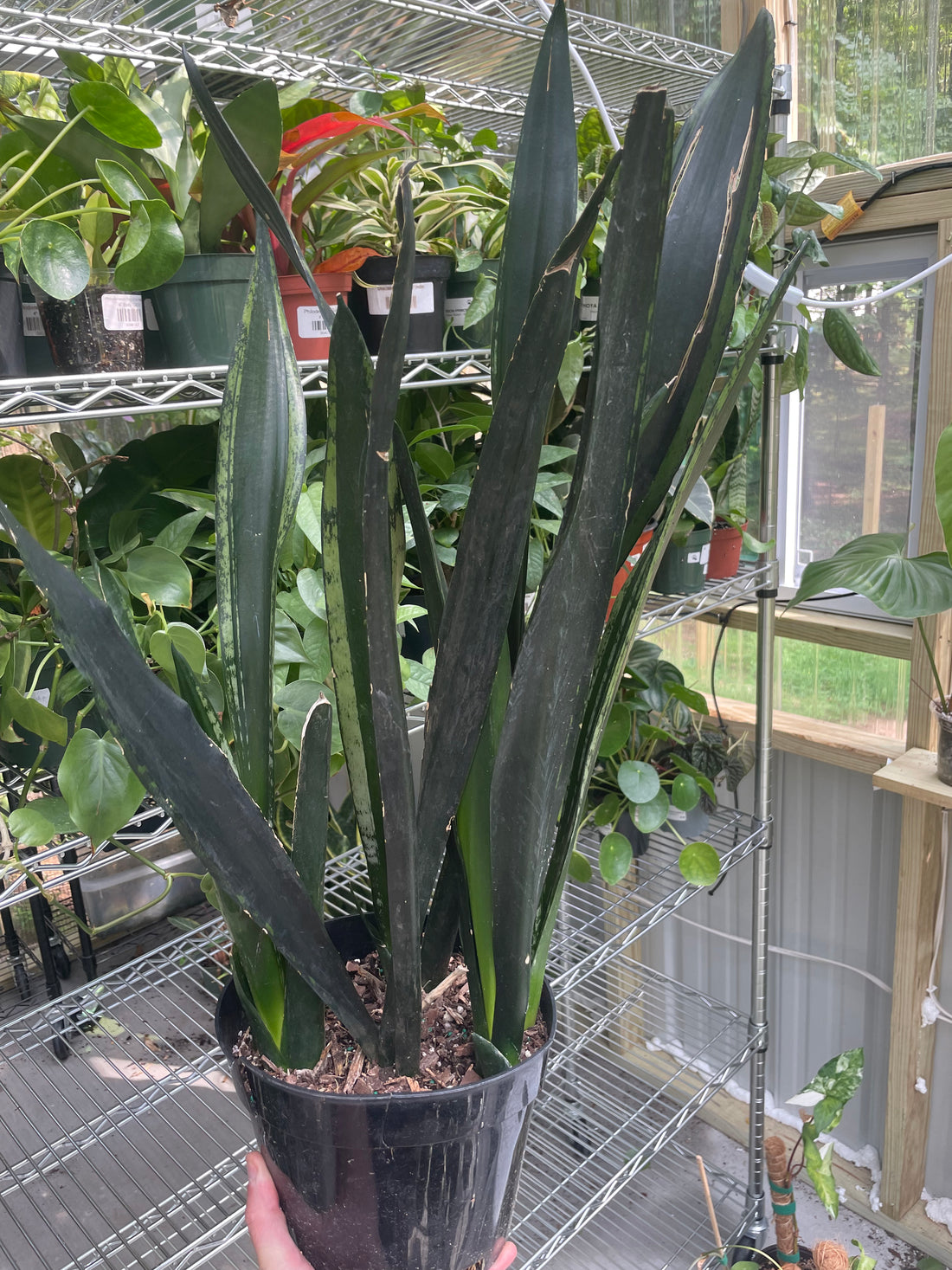 Sansevieria Silver Flame