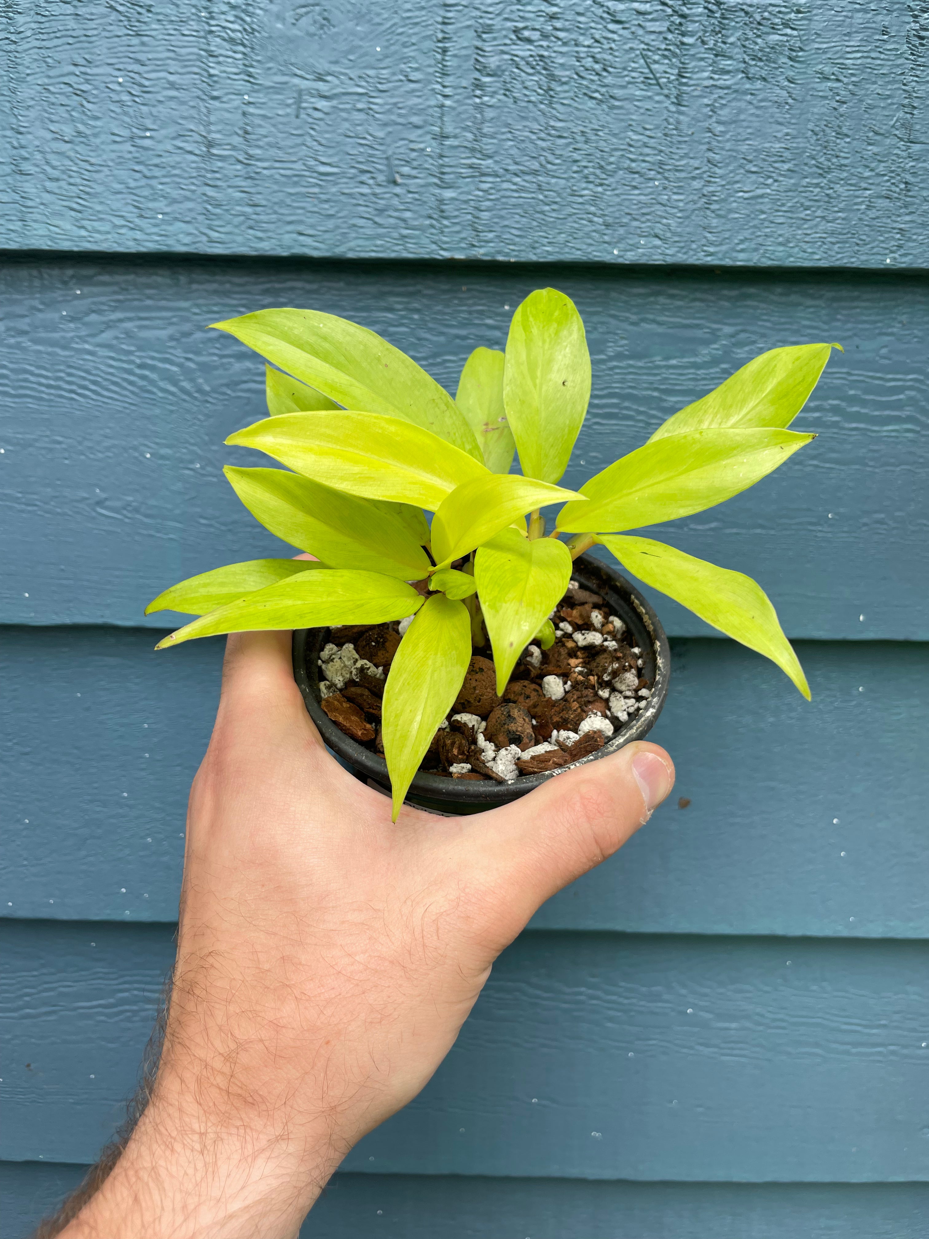 Philodendron Thai Sunrise