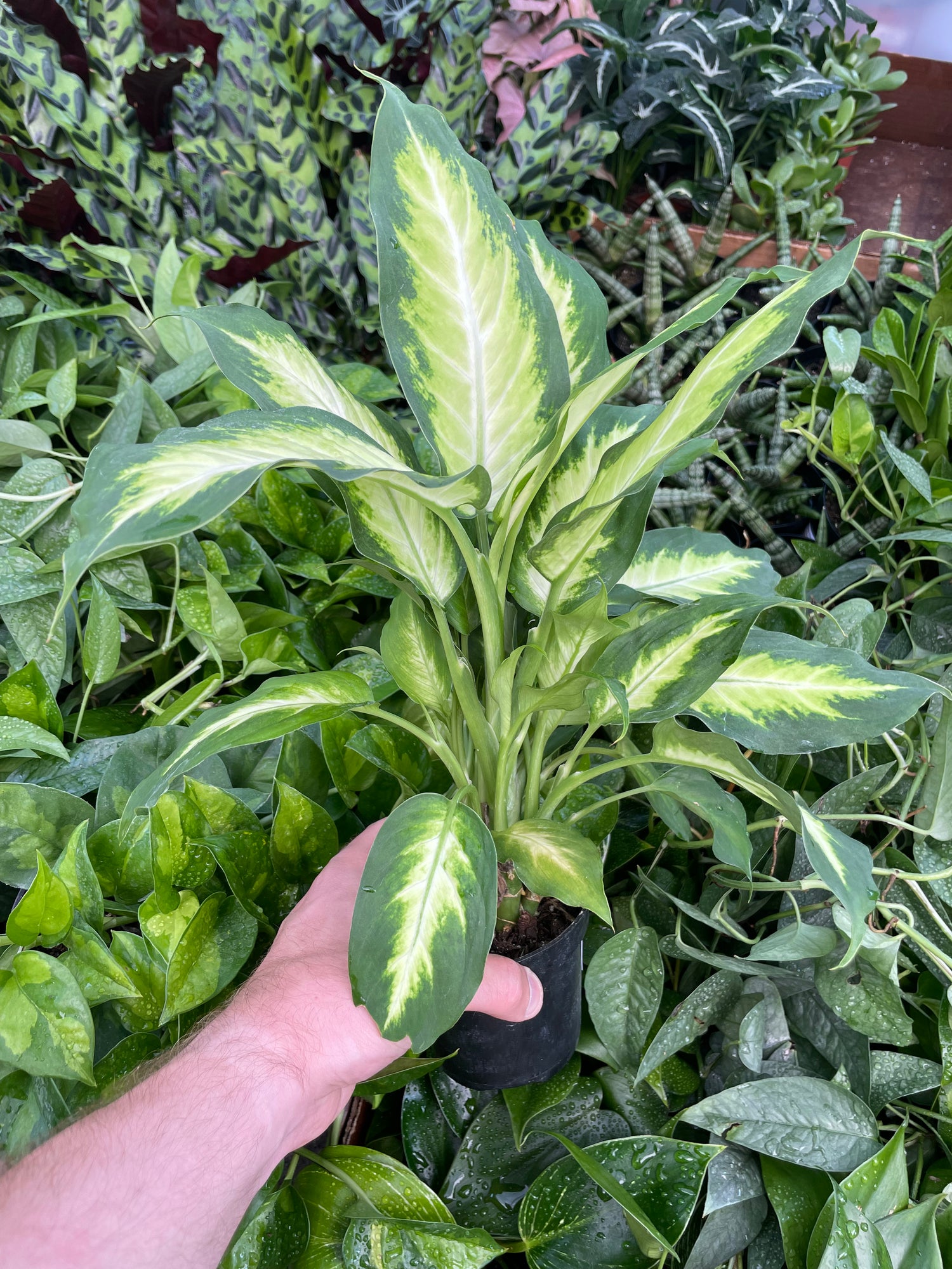 Dieffenbachia Camille