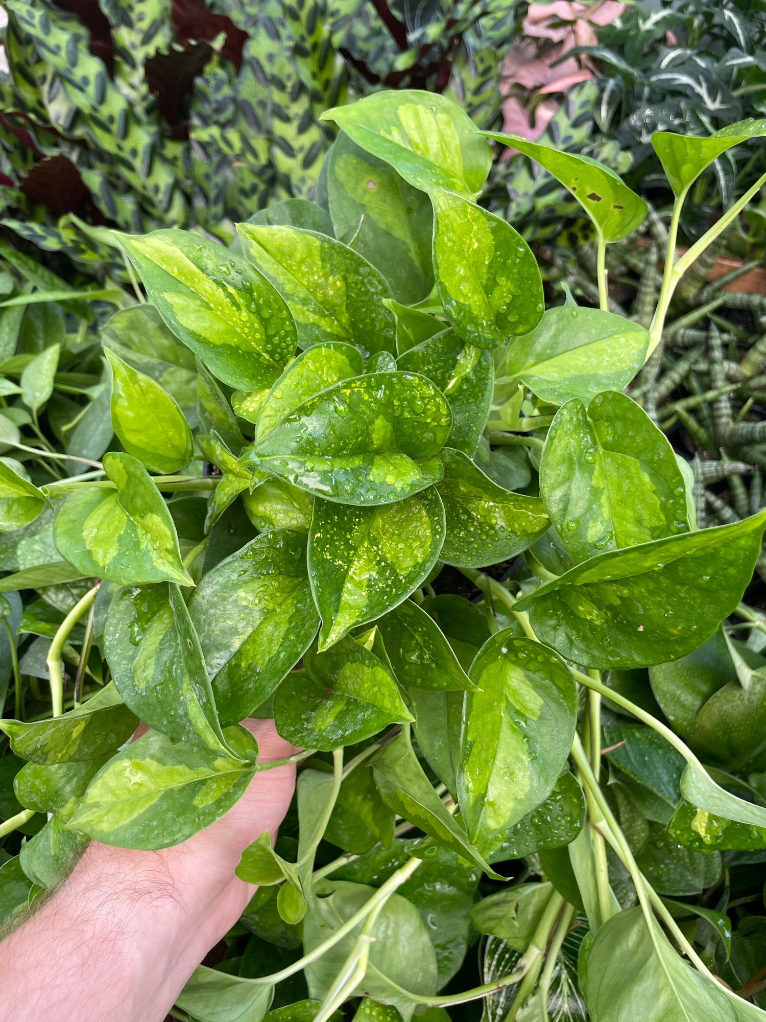 Pothos Global Green