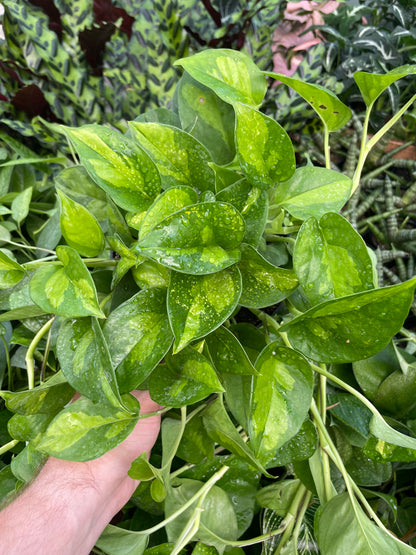 Pothos Global Green