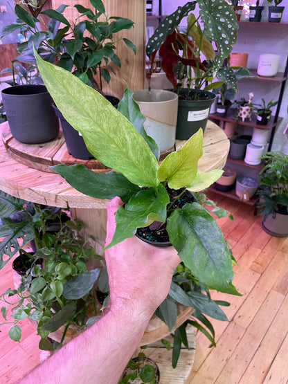 Anthurium Hookeri Variegated