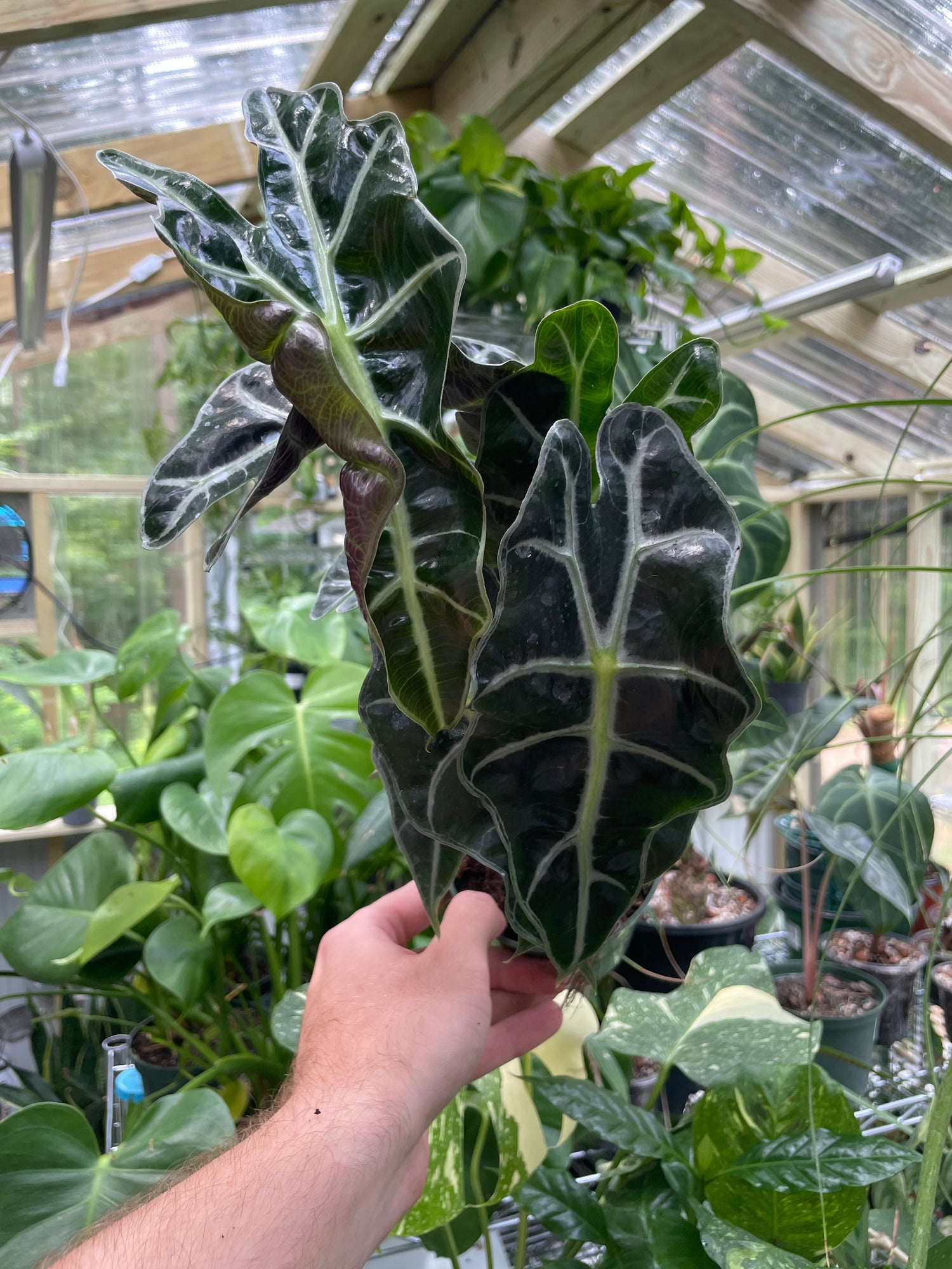 Alocasia Polly