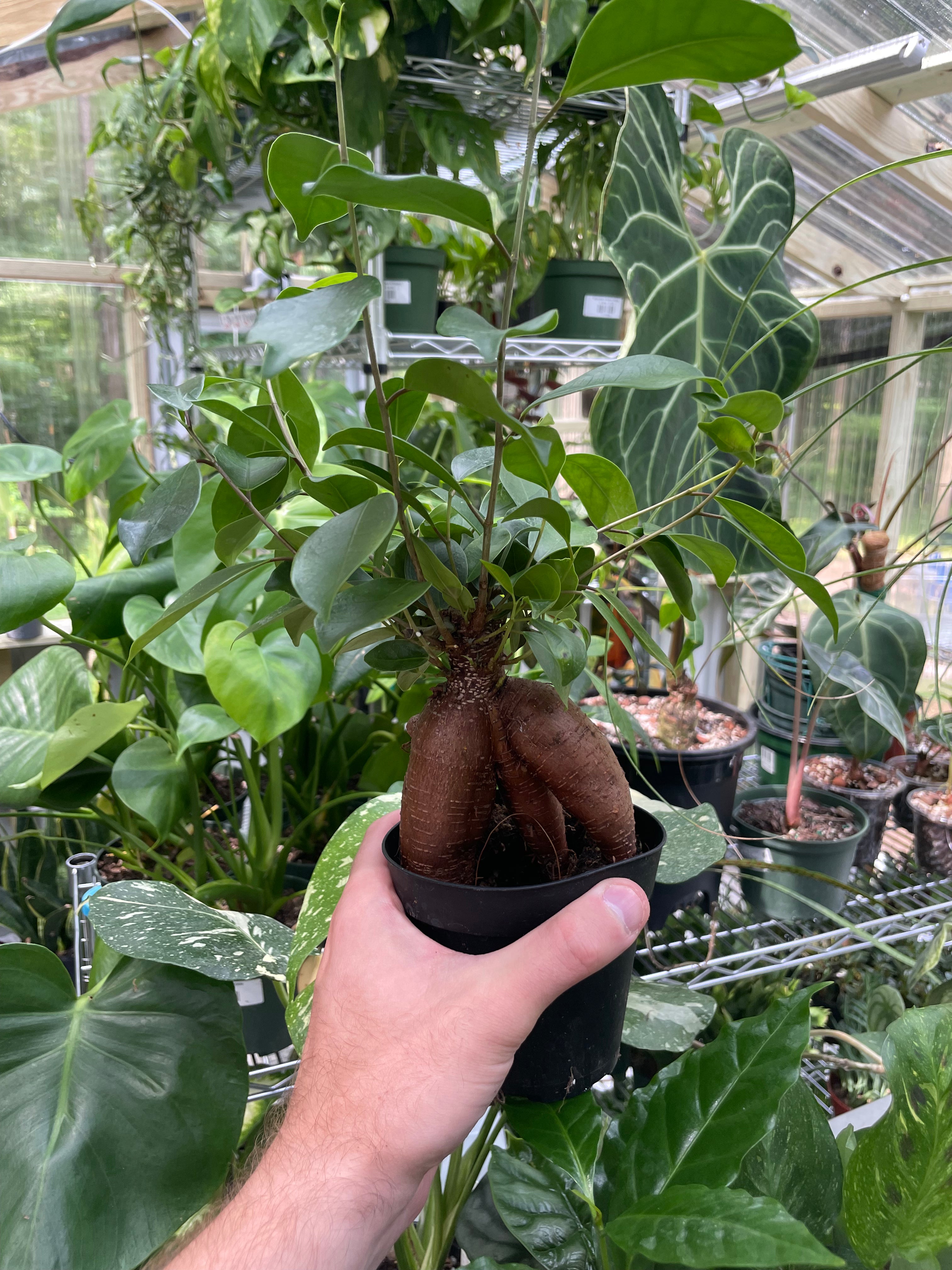 Ficus Ginseng