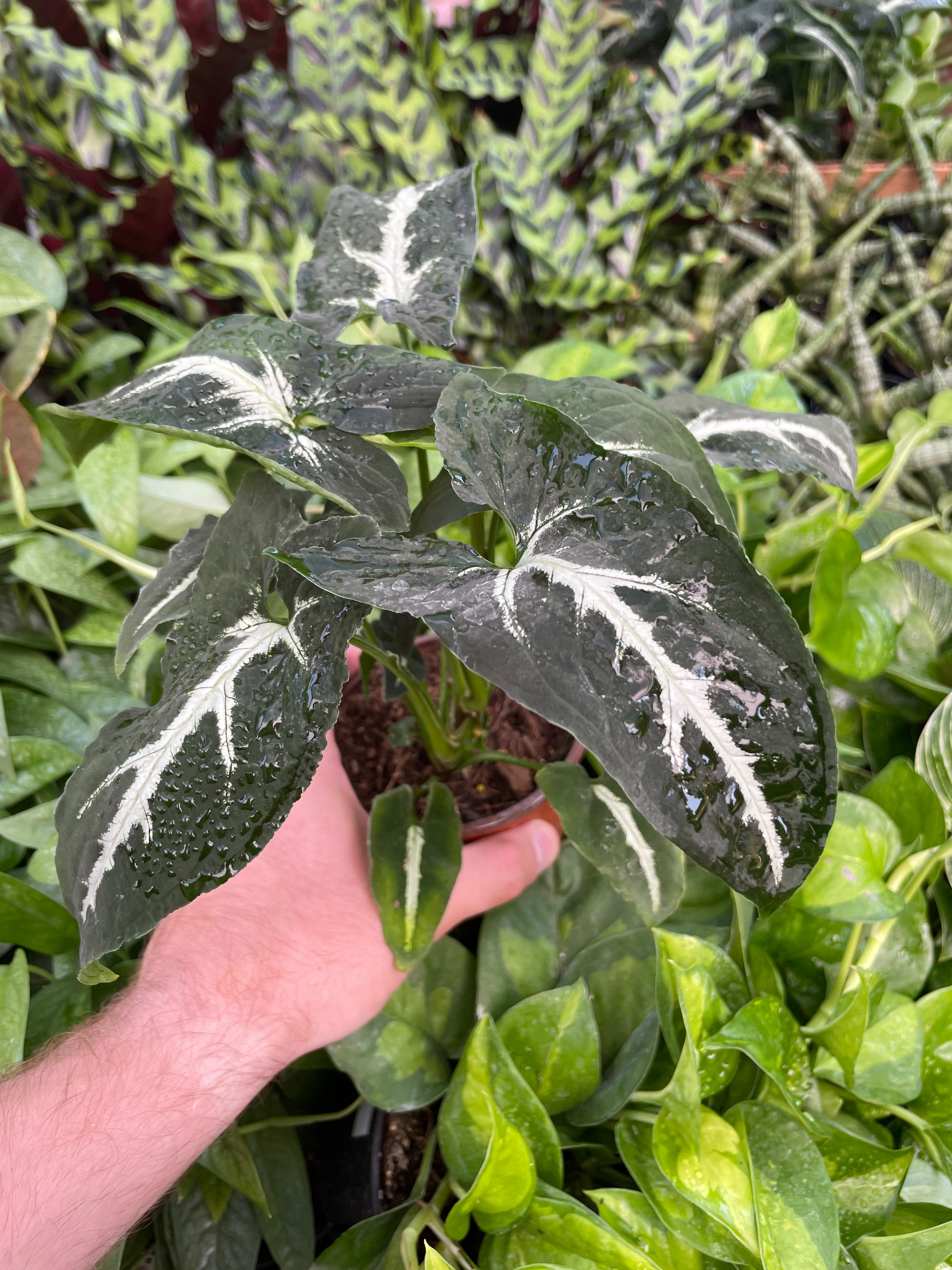 Syngonium Wendlandii Black Velvet