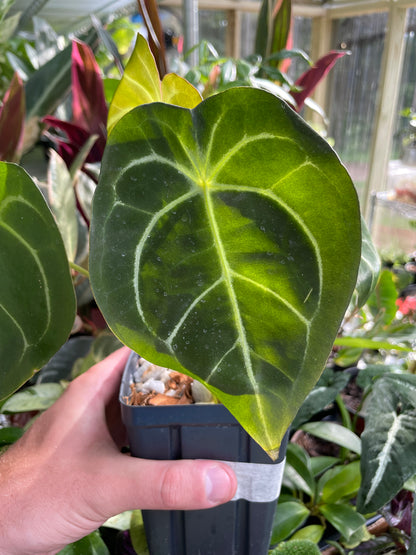 Anthurium Wavy Noyd