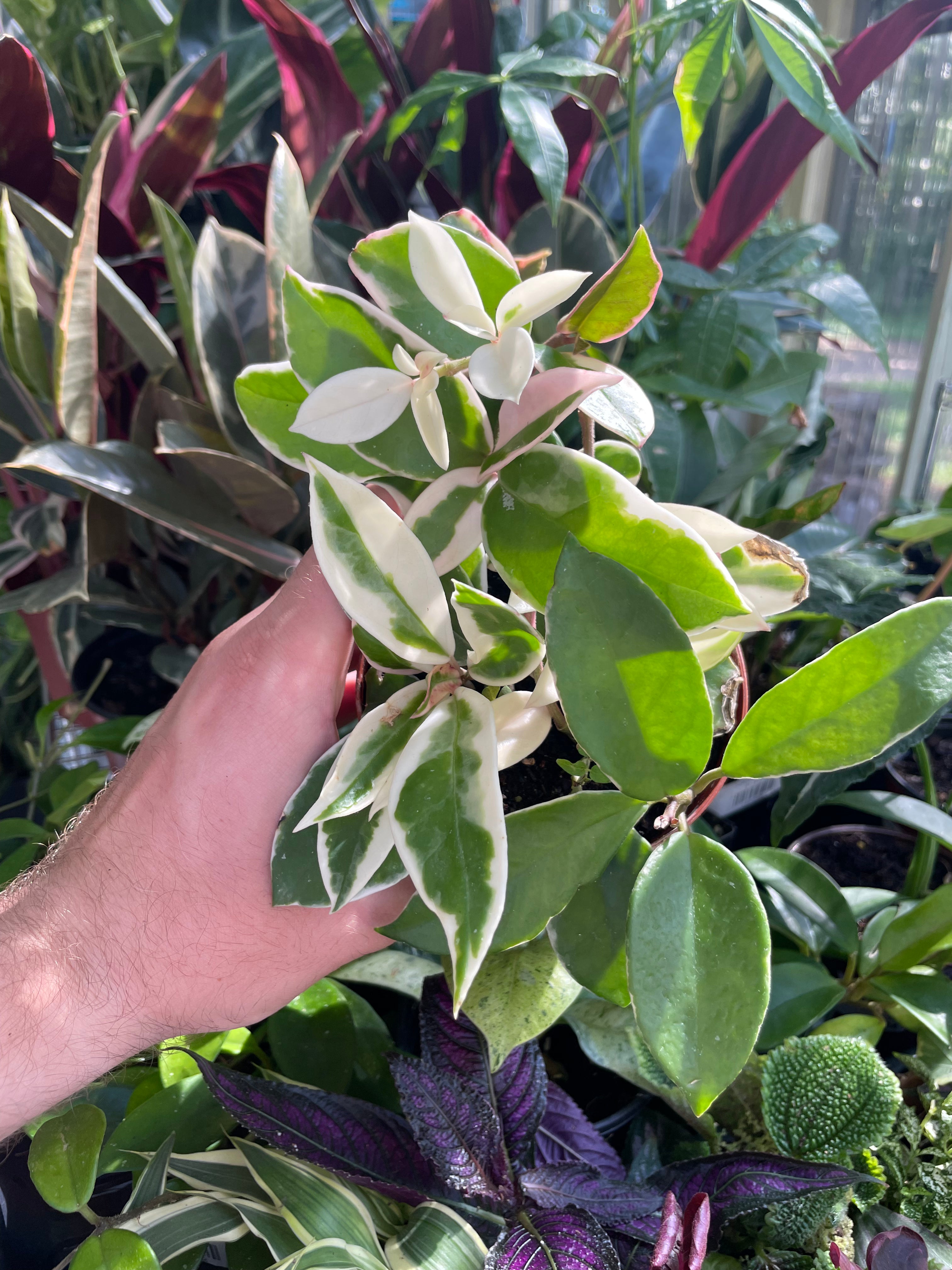 Hoya Krimson Queen