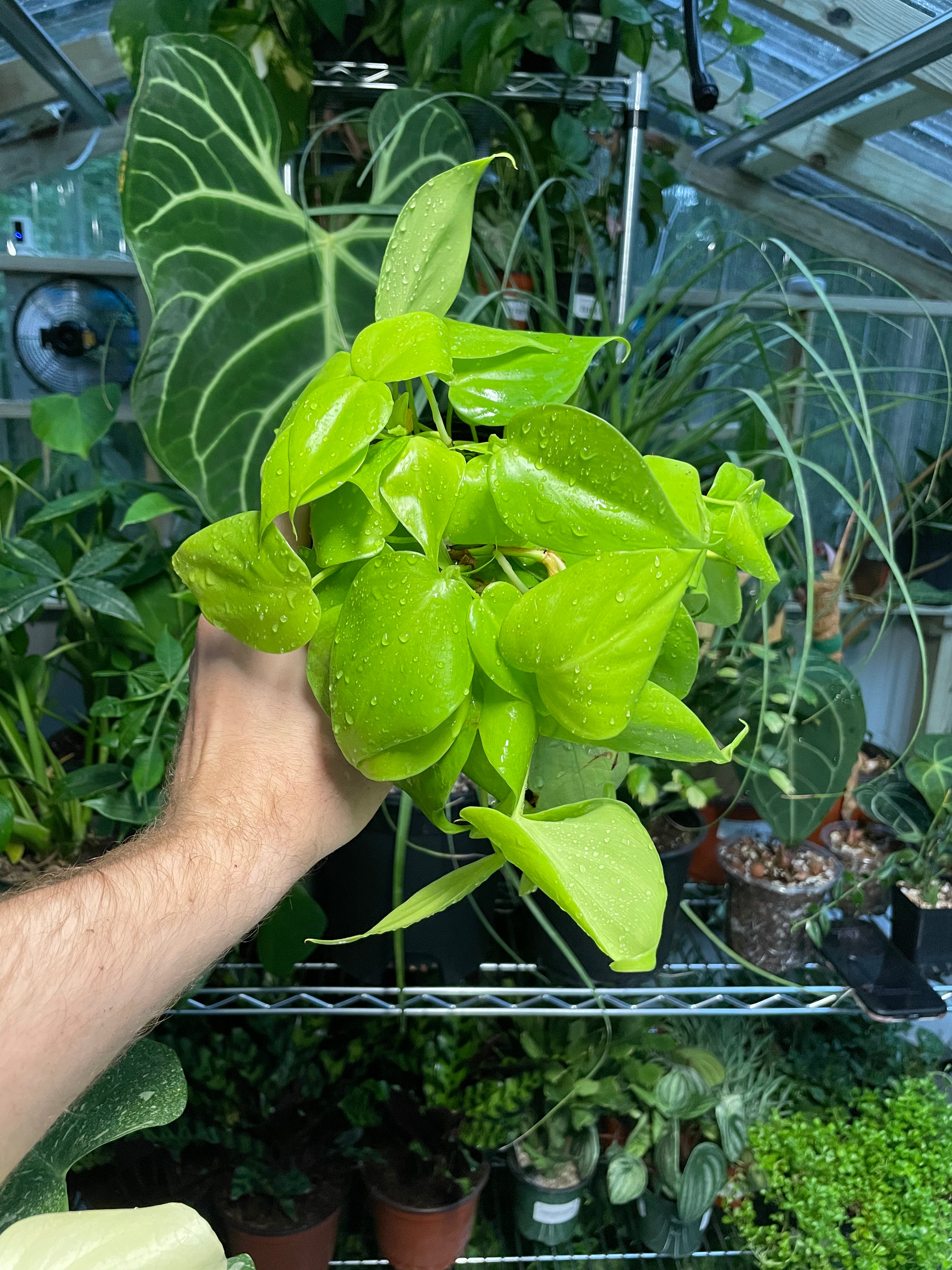 Philodendron Neon