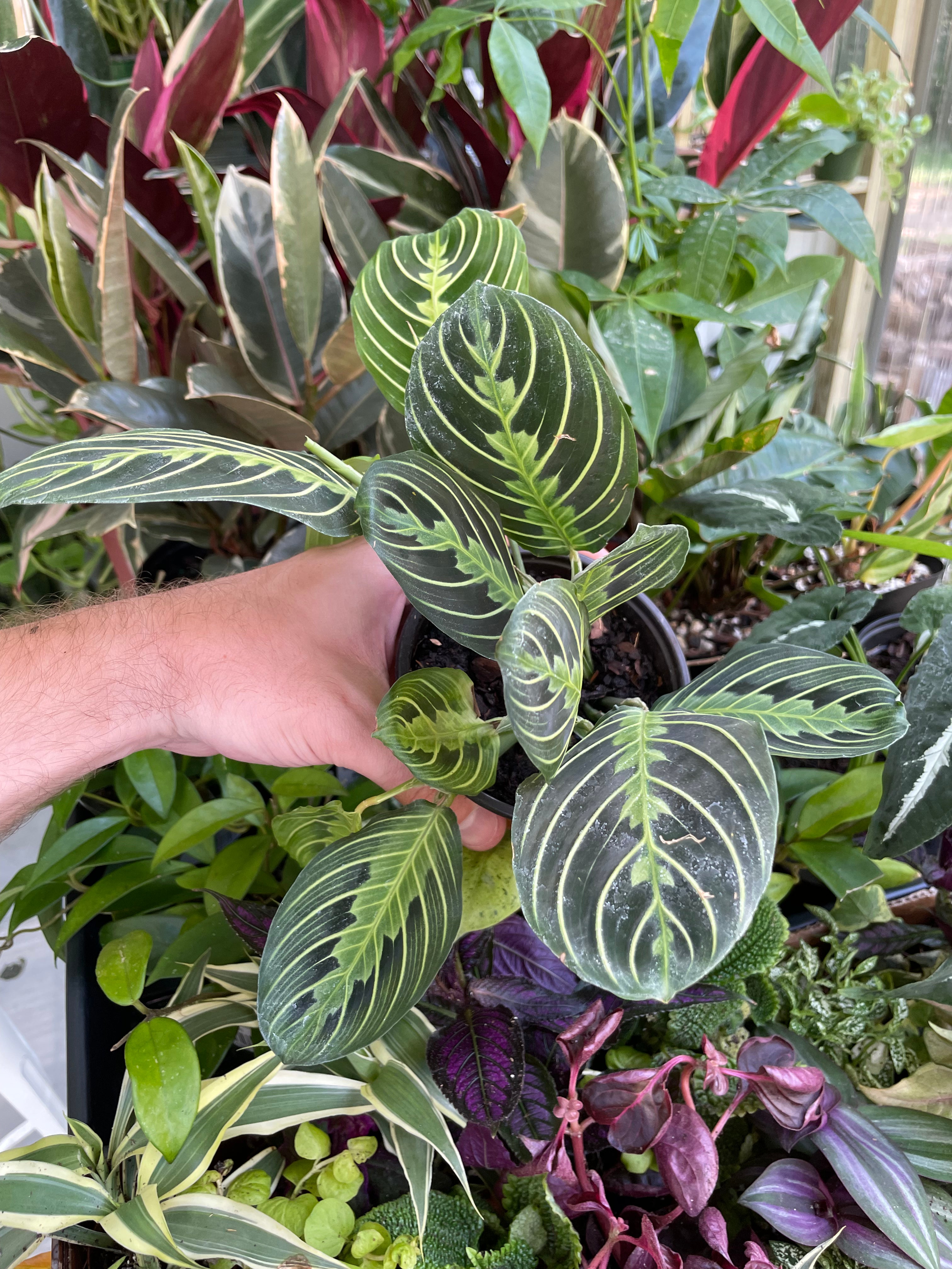 Maranta Leuconeura