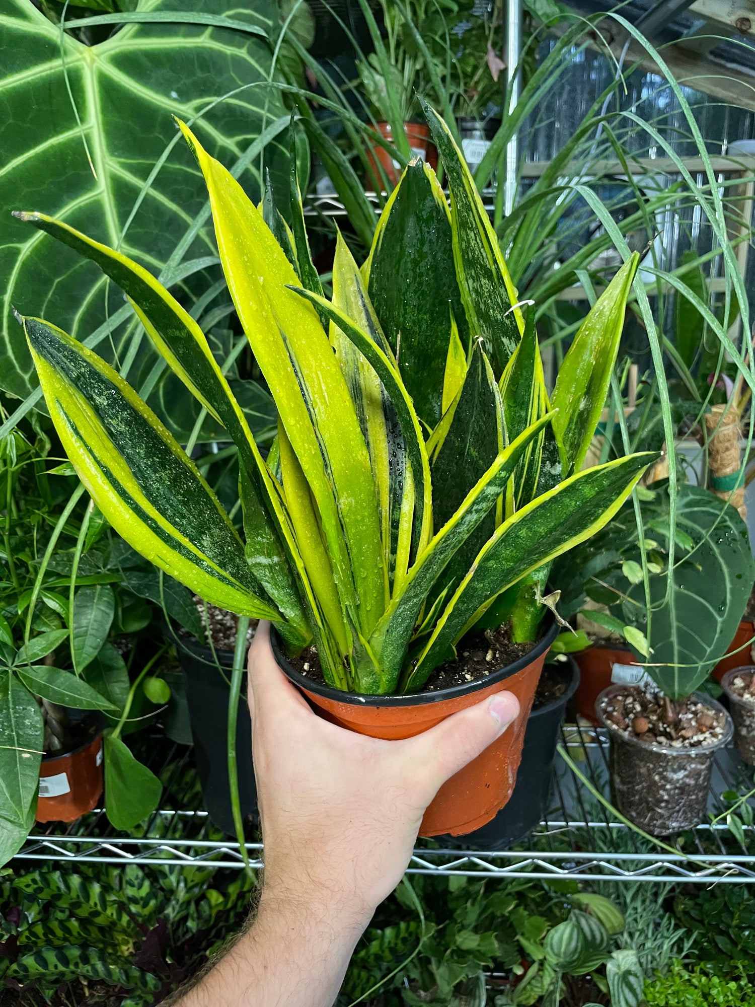 Sansevieria Gold Flame