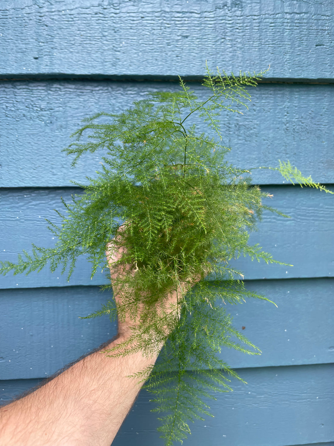 Fern Asparagus