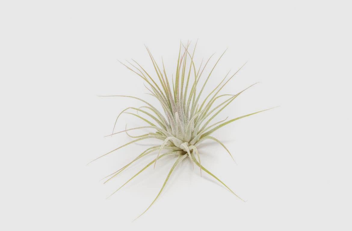 Assorted Air Plants